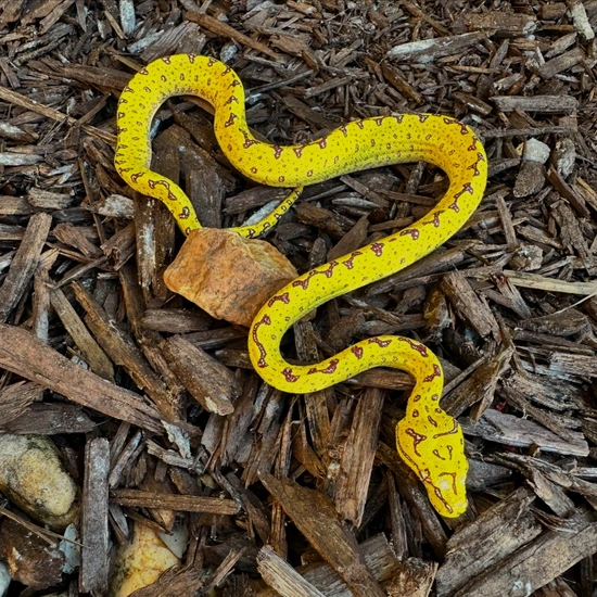 Green Tree Python (Biak) by CAW Exotics