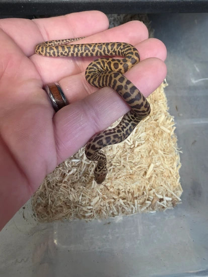 VPI Eastern Stimson Python Male Stimson's Python by Ohio Reptile Company