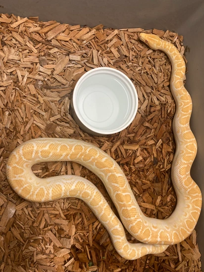 Albino Brazilian Rainbow Boa - Pair by Cutting's Captive Bred Critters