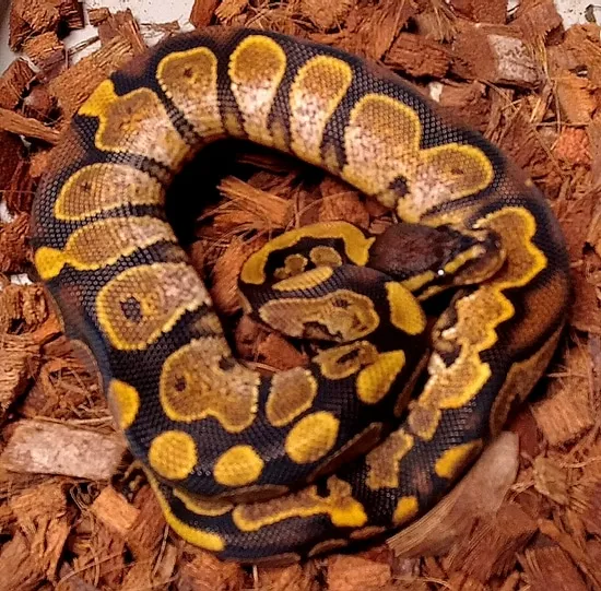 Temerminator Ball Python 'Terminator' Female Calico Pos Het Desert Ghost Ball Python by Chris ...