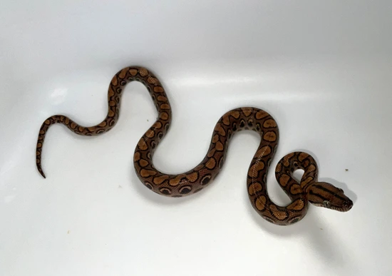 Image result for Brazilian Rainbow Boa by Cedar Creek Constrictors, LLC