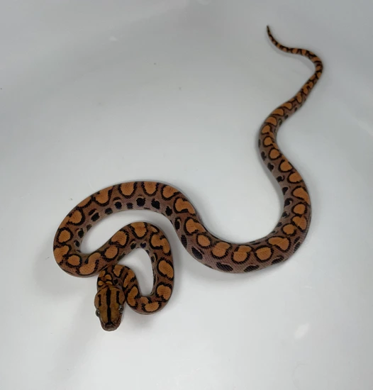 Image result for Brazilian Rainbow Boa by Cedar Creek Constrictors, LLC