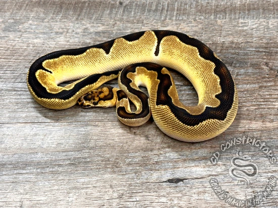 *no reserve* fire orange dream clown ball python by... Orange Dream Clown Ball Python by CD Constrictors