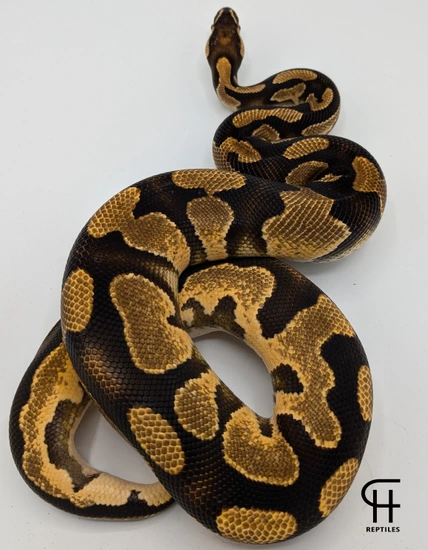 PROOVEN BREEDER High Intensity Orange Dream Yellow Belly Het Lavender ...