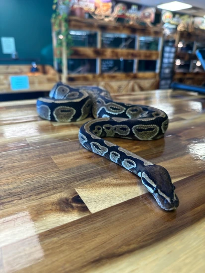 Normal Ball Python by Central Mass Reptiles & Exotics INC