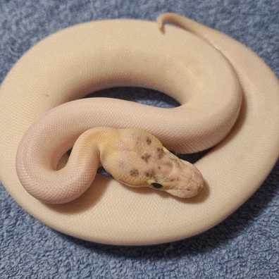 Ivory (Probable Pied) (Possibly Other Traits)