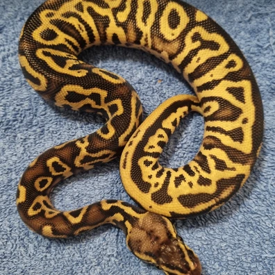 Pastel Yellowbelly Leopard Het Pied