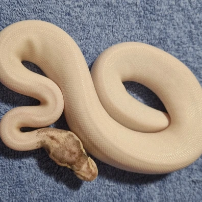 Ivory (Probable Pied)