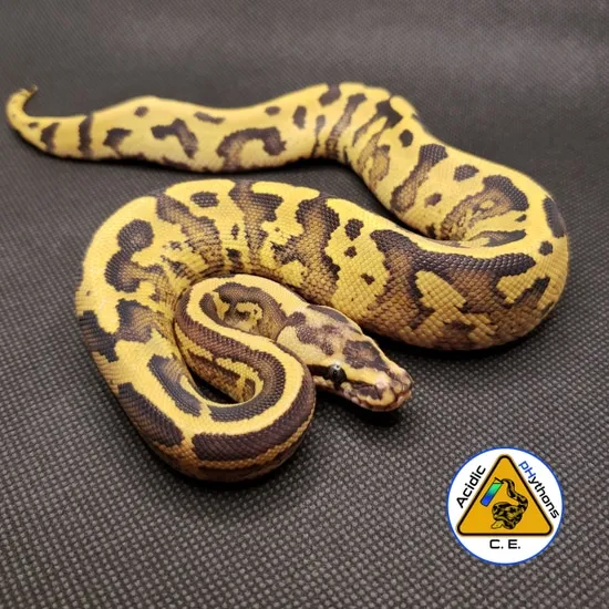 Acid Ball Python Complex Acid Fire Yb/Specter '20 Male Ball Python by Acidic pHythons