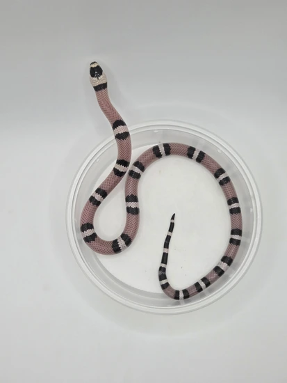 Curated visual reference: Fresh Look at Anerythristic Het Albino Honduran Milk Snake By Cf Snakes
