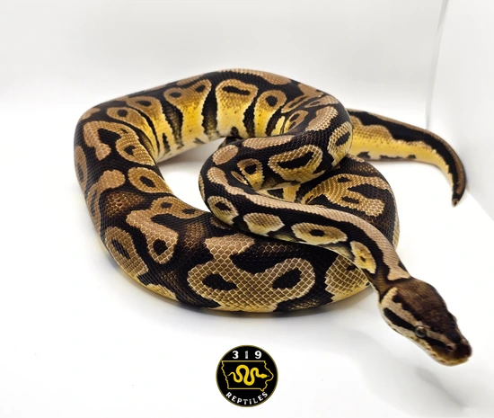 Proven Breeder! Pastel 💯 Double Het Sunset Clown Ball Python by 319 ...
