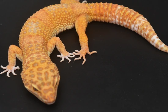Copper Tangerine Tremper Leopard Gecko by CF Geckos