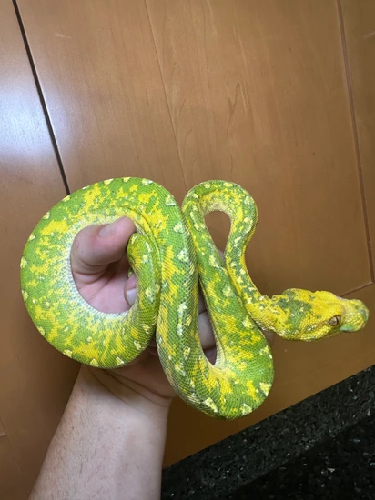 Nice Biak Green Tree Python by CK Reptiles