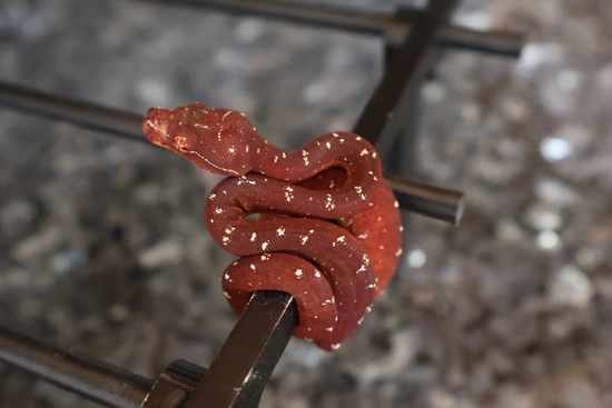 Biak X Aru Neonate Green Tree Python by CK Reptiles