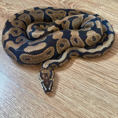 Proven Spotnose Double Het Desert Ghost Hypo Ball Python - male for sale from CS Morphs