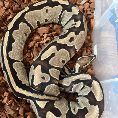Fire Het Clown Ball Python - female for sale from CS Morphs