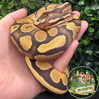 Fire 50% Het Desert Ghost 50% Het Hypo Ball Python - female for sale from CS Morphs