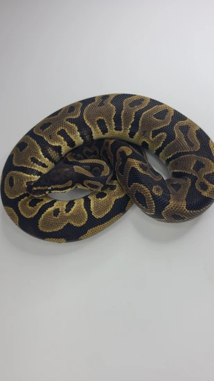 Leopard Het Monarch Ball Python by Anwir Morphs