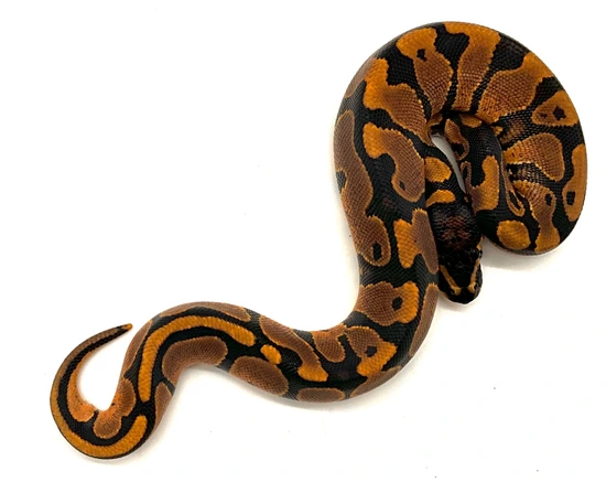 Super Mandarin Het Hypo Ball Python by Chris Hernan Reptiles