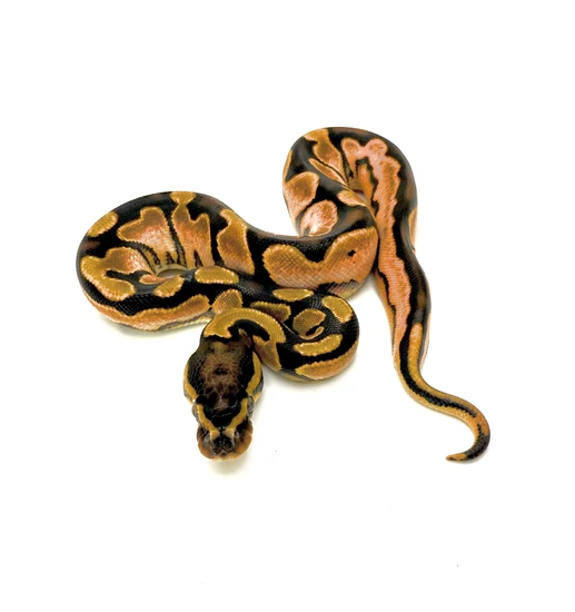 Calico Scrambler Ball Python by Chris Hernan Reptiles