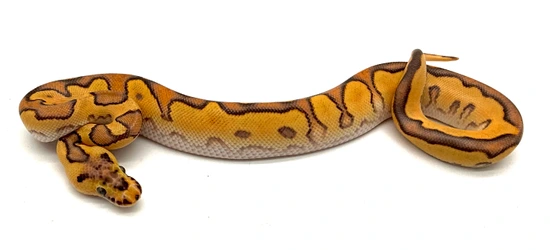 HI OD Enchi FireBarnhart BP Scrambler Clown Ball Python by Chris Hernan ...