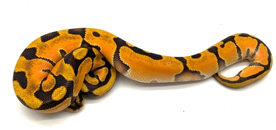 Super High Intensity Od Enchi Scrambler (Pos Super Enchi) Ball Python ...
