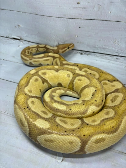 Banana Ball Python by Ridley's Radical Royals