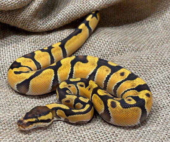 Orange Dream Enchi Ball Python by Ridley's Radical Royals