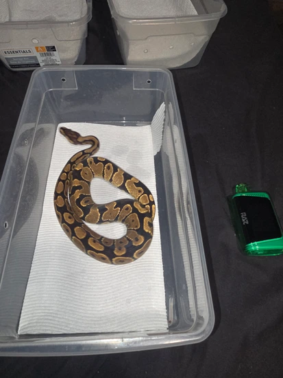 Normal Ball Python by Whiskey Balls