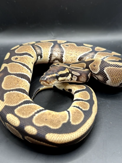 Normal 100% Het Pied 66% Het DG Ball Python by Chasing Dusk to Dawn ...