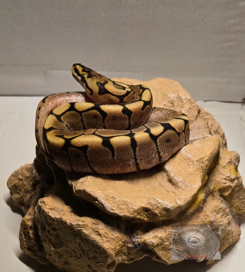 Yellow Belly Spider Ball Python by ZK Serpents