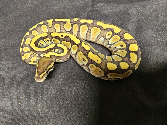 Lesser Ball Python by C&R Reptiles