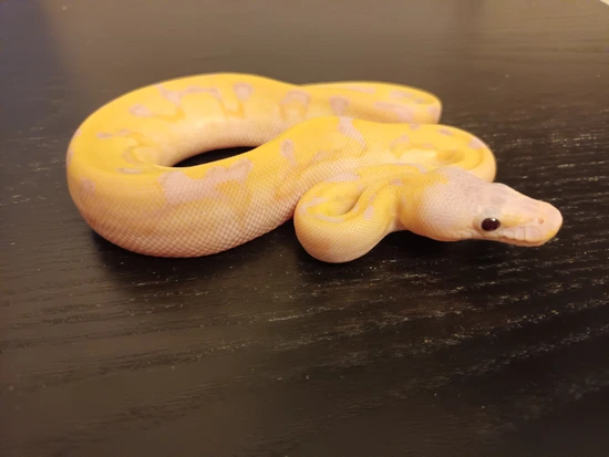 Banana Kiki Ball Python by ChesterMorphs
