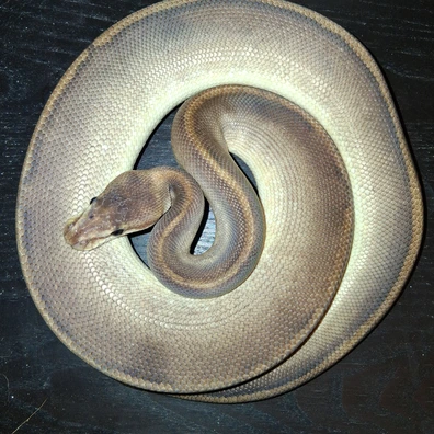Champagne Black Pastel Poss Het Tristripe Ball Python - unknown for sale from ChesterMorphs