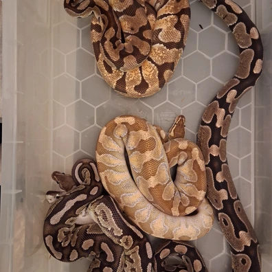 Puzzle Project Breeding Group Ball Python - unknown for sale from ChesterMorphs