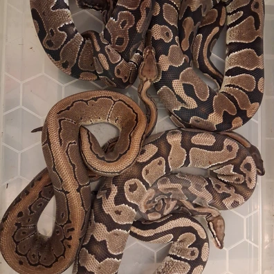 Two Pairs For Desert Ghost Project Ball Python - unknown for sale from ChesterMorphs