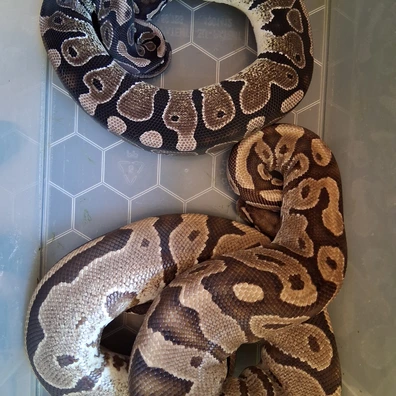 Breeding Pair Het Axanthic Het Pied Ball Python - unknown for sale from ChesterMorphs