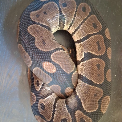 Het Tristripe Ball Python - female for sale from ChesterMorphs