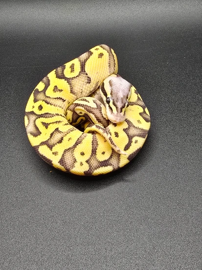 Super Pastel Fire Leopard Ball Python by Wyo Morphs