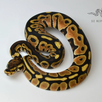 Spotnose 100% Het Clown 66% Het Genetic Stripe