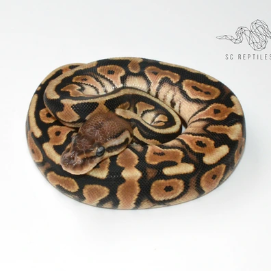 Orange Dream Black Pastel 100% Het Clown