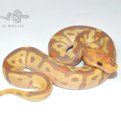 Orange Dream Red Stripe Spotnose Coral Glow Clown