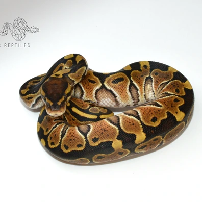Special 66% Het Clown 66% Het Genetic Stripe