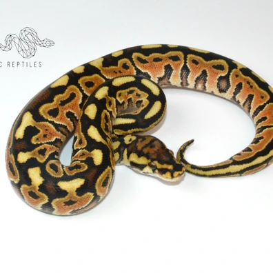 Special Spotnose 100% Het Clown