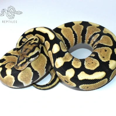 Spotnose Desert Ghost 100% HET Clown