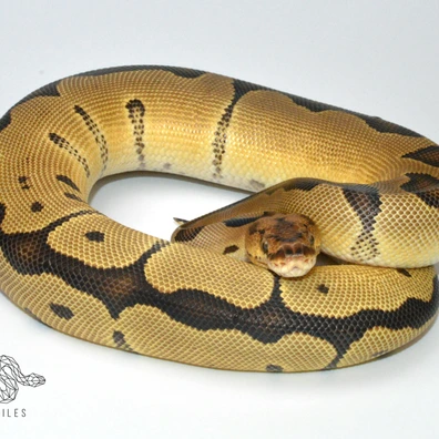 Clown 50% HET Axanthic TSK Ball Python - female for sale from SC-Reptiles