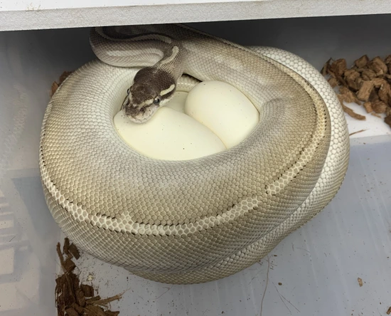 Breeder Female Purple Passion (Phantom Mojave) Poss YB Ball Python by ...