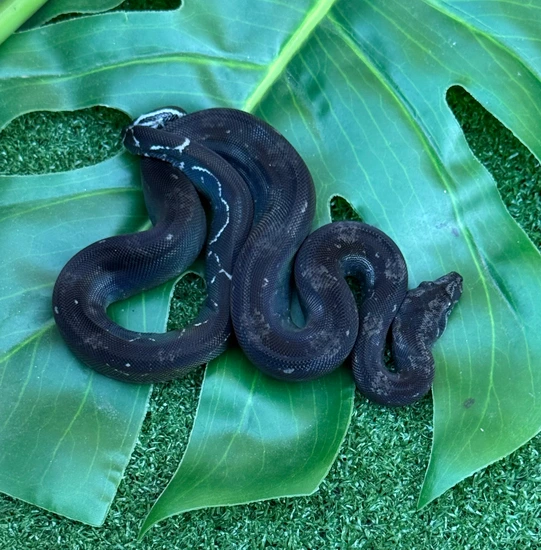 Black Devil Boa Constrictor by Bulldog llc