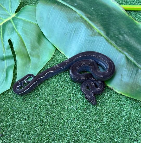 Striped Black Devil Boa Constrictor by Bulldog llc