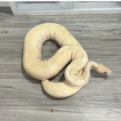 Super Banana Pastel Enchi Het Clown - Ready To Breed